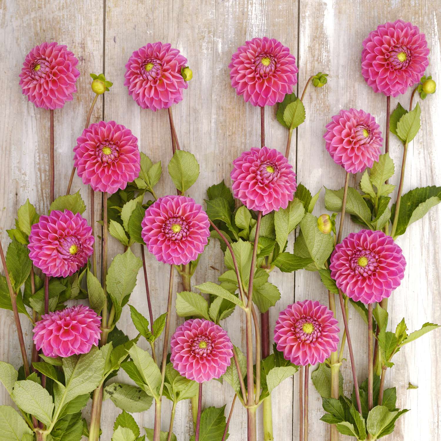 Dahlie ‘Dikara Superb’
